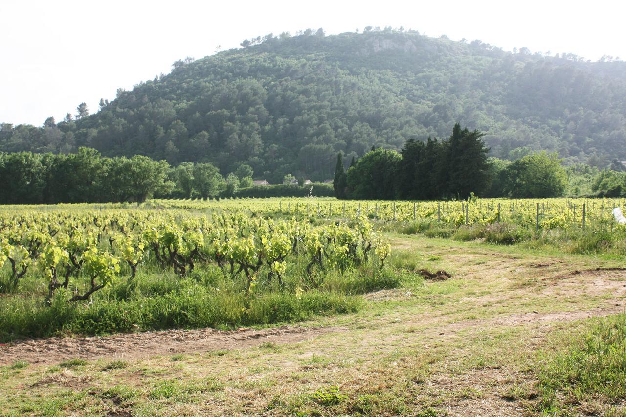 Bed and Breakfast Domaine Regis Freres Vidauban Zewnętrze zdjęcie